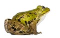 Edible Frog - Rana esculenta Royalty Free Stock Photo