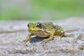 Edible frog ( Rana esculenta) Royalty Free Stock Photo