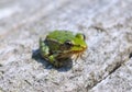 Edible frog ( Rana esculenta) Royalty Free Stock Photo