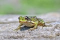 Edible frog ( Rana esculenta) Royalty Free Stock Photo