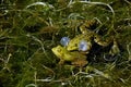 Edible Frog, rana esculenta, Male calling with inflated vocal sacs, Pond in Normandy Royalty Free Stock Photo