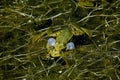 Edible Frog, rana esculenta, Male calling with inflated vocal sacs, Pond in Normandy Royalty Free Stock Photo