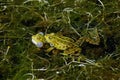 Edible Frog, rana esculenta, Males calling with inflated vocal sacs, Pond in Normandy Royalty Free Stock Photo