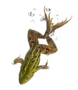 Edible Frog, Rana esculenta, in water