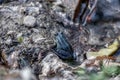 common water frog or green frog Royalty Free Stock Photo