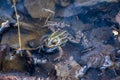 common water frog or green frog Royalty Free Stock Photo