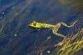 Edible frog in water Royalty Free Stock Photo