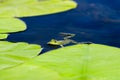 Edible frog in water