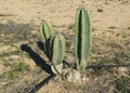 Edible Fruit Cactus in Cultivation Royalty Free Stock Photo