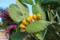 Edible fruits of cactus, prickly pear. Selective focus, background Royalty Free Stock Photo
