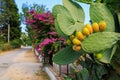 Edible fruits of cactus, prickly pear. Selective focus, background Royalty Free Stock Photo