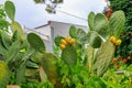 Edible fruits of cactus, prickly pear. Selective focus, background Royalty Free Stock Photo