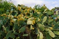 Edible fruits of cactus, prickly pear. Selective focus, background Royalty Free Stock Photo