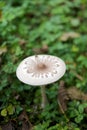 Edible fungi, delicious parasol mushroom growing in the wilderness