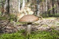 Edible fungi on a glade