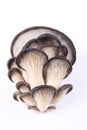 Edible fungi mushroom