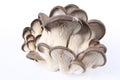 Edible fungi mushrooms Royalty Free Stock Photo