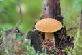 Mushroom moss growing on a stump in the autumn forest Royalty Free Stock Photo