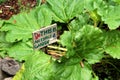 Edible garden Royalty Free Stock Photo