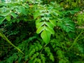 Edible green moringa leaves background Royalty Free Stock Photo