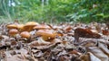 Edible Greville`s bolete, Suillus grevillei in the forest Royalty Free Stock Photo