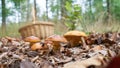 Edible Greville`s bolete, Suillus grevillei in a forest Royalty Free Stock Photo