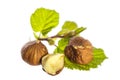 Edible hazelnuts with hazelnut leafs isolated on white background Royalty Free Stock Photo