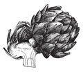 Edible Heads of Artichoke vintage illustration