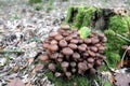 Edible Honey fungus Armillaria ostoyae mushroom