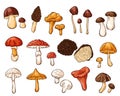 Edible and inedible mushrooms collection in cartoon style. Hand drawn forest plants drawings. Perfect for recipe, menu Royalty Free Stock Photo