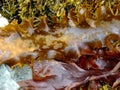 Edible kelp macro Royalty Free Stock Photo