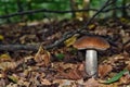 Edible leccinum scabrum mushroom Royalty Free Stock Photo