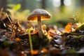 Edible Leccinum versipelle mushroom in autumn forest, a healthy meal