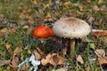 Edible Macrolepiota procera and Toxic red mushroom amanita muscaria Royalty Free Stock Photo