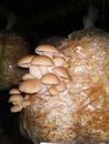 Edible mashroom cultivation on the dark place