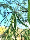 Edible Mesquite Tree Sweet Green Bean Pods Plant Nature Foliage Desert Food Native Plant Photography