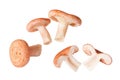 Edible milkcap mushrooms Royalty Free Stock Photo
