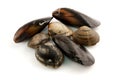 Edible molluscs