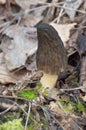 Wild Black Morels edible mushrooms on forest floor