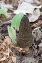 Wild Black Morels edible mushrooms on forest floor Royalty Free Stock Photo