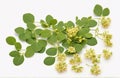 Edible moringa flower, cut out on white background Royalty Free Stock Photo