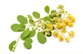 Edible moringa flower, cut out on white background