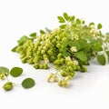 Edible moringa flower on white background