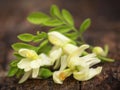 Edible moringa flowers with green leaves