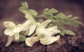 Edible moringa flowers with green leaves