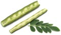Edible moringa with fresh leaves