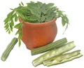 Edible moringa with fresh leaves Royalty Free Stock Photo
