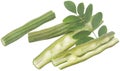 Edible moringa with fresh leaves Royalty Free Stock Photo
