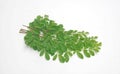 Edible moringa leaves