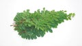 Edible moringa leaves